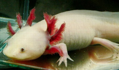 Ambystoma mexicanum