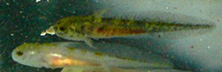 Ambystoma mexicanum