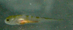 Ambystoma mexicanum