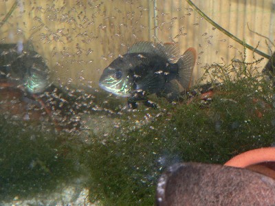 Aequidens rivulatus