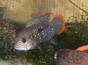 Aequidens rivulatus