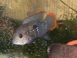Aequidens rivulatus