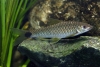 Crossocheilus reticulatus