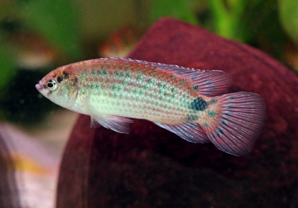 Badis ruber