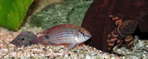 Badis ruber