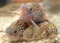 Corydoras Nanus