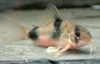 Corydoras weitzmanni