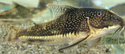 Scleromystax barbatus