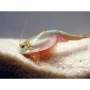 Triops profilkép