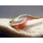Triops profilkép