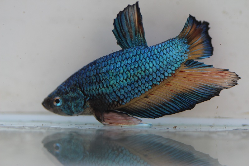 betta2 1 800