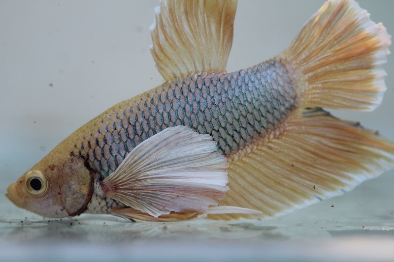 betta3 1 800