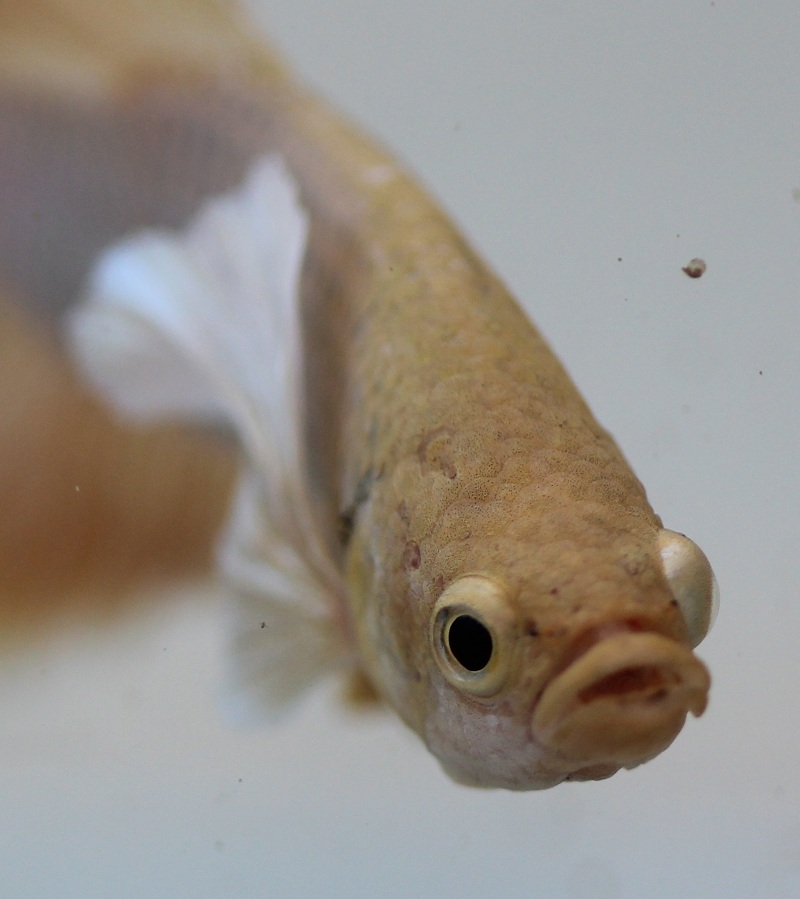 betta3 3 800