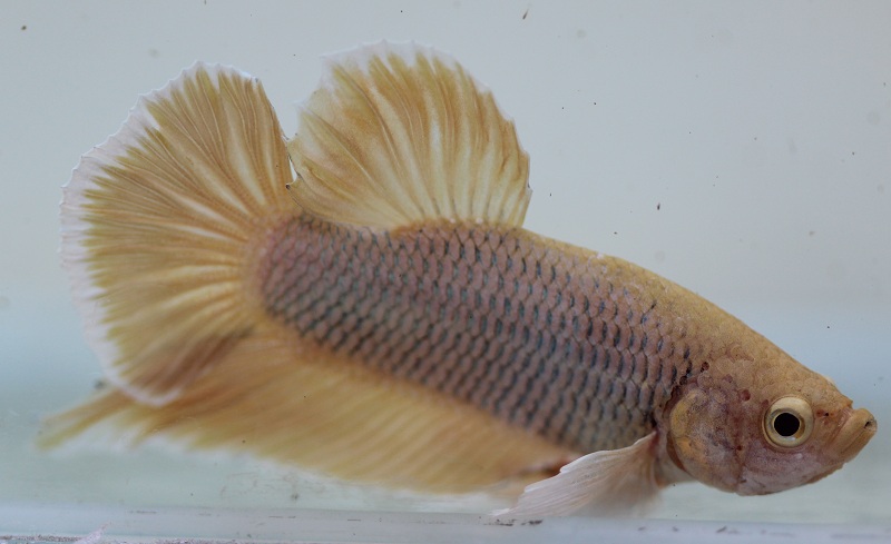 betta3 4 800