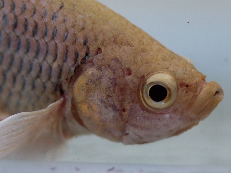 betta3 5 800