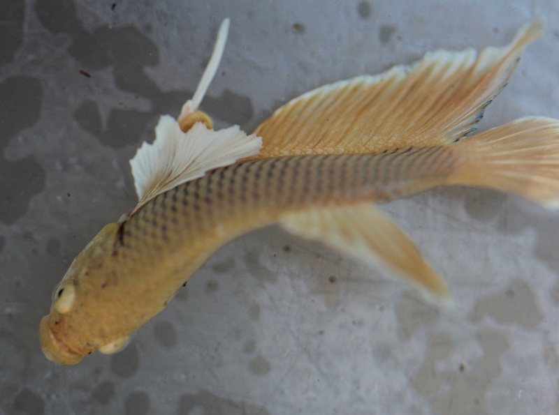 betta3 6 800