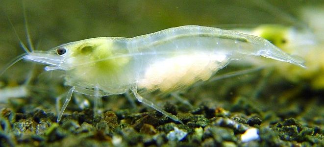 Amano garnéla